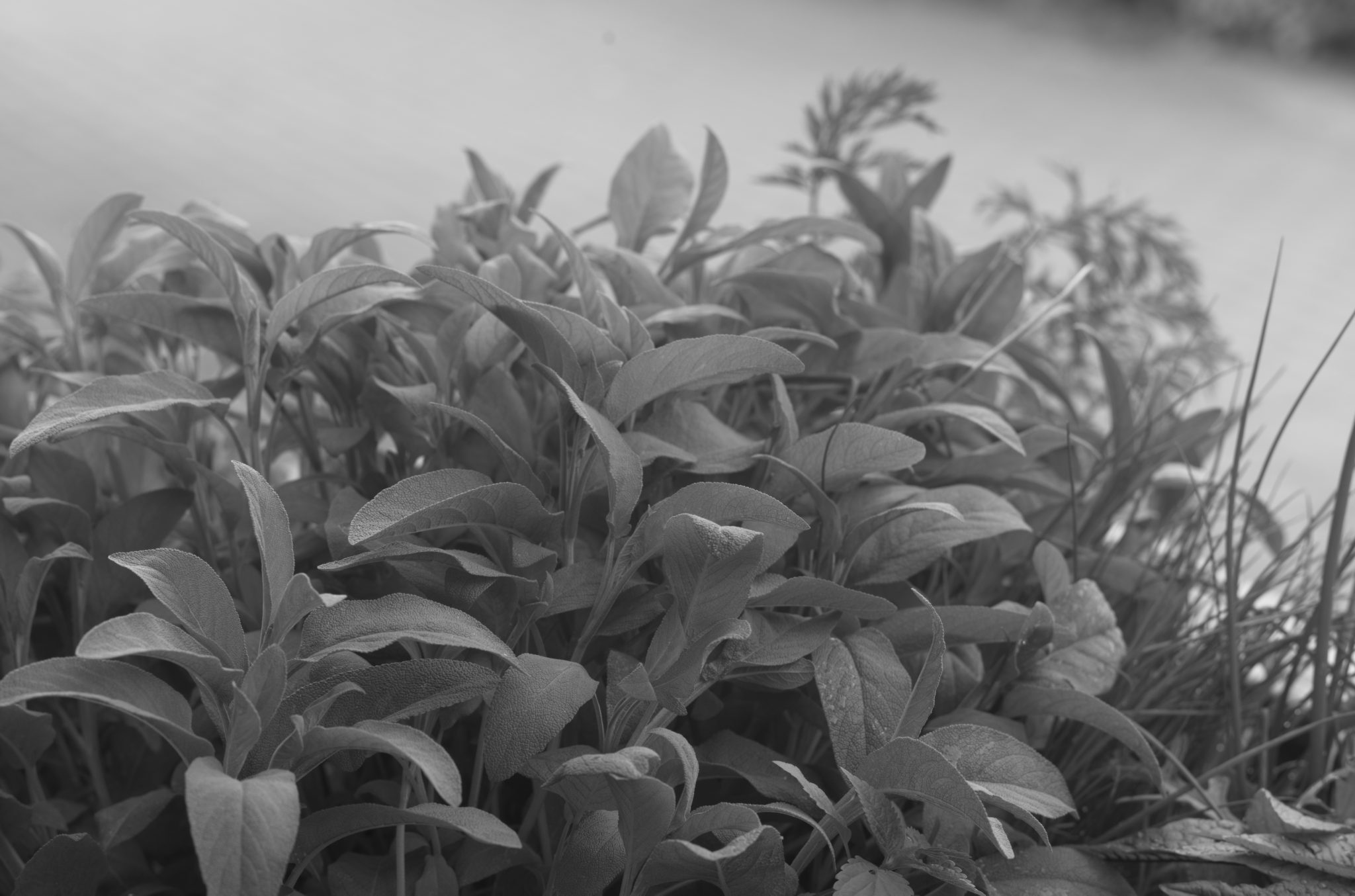 20210602  Gruen(t)raumHeimfeld 012